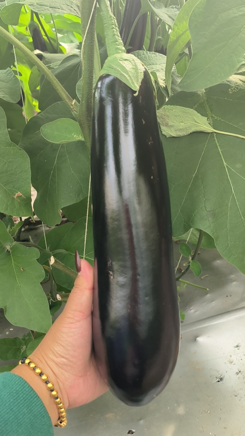 精品黑亮太空茄云南新鲜长茄产地直发量大从优欢迎来电