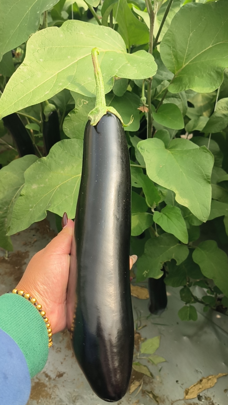 精品黑亮太空茄云南新鲜长茄产地直发量大从优欢迎来电