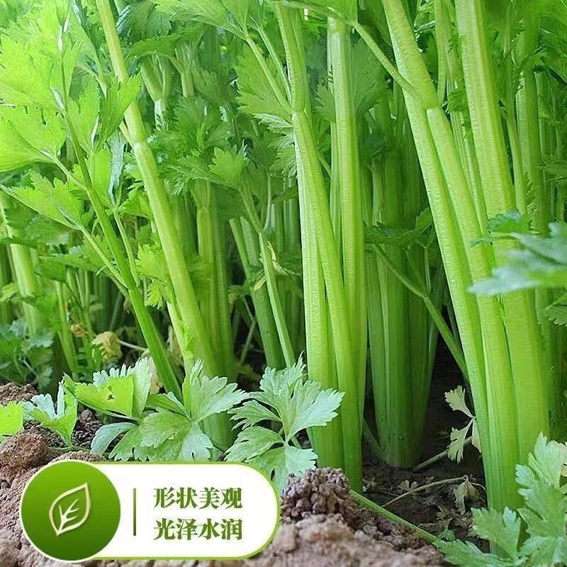 西芹带叶西芹产地直发量大从优质量高欢迎各地客商来电对接