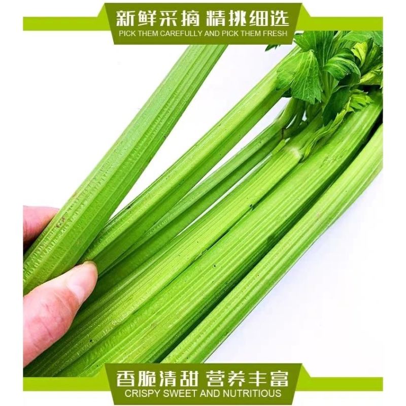 西芹带叶西芹产地直发量大从优质量高欢迎各地客商来电对接