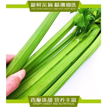 西芹带叶西芹产地直发量大从优质量高欢迎各地客商来电对接