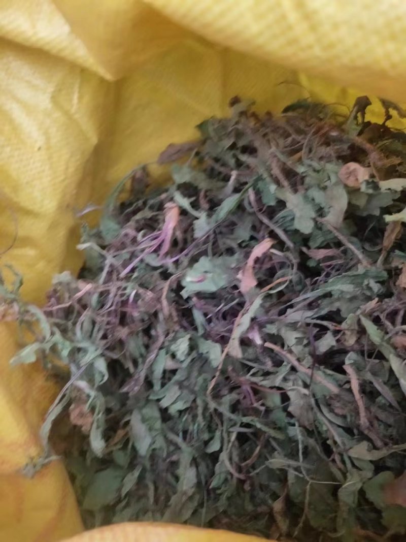 野生蒲公英，整棵，现货现发，货源保证，产地直发