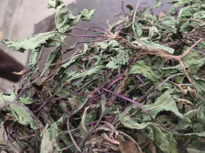 野生蒲公英，整棵，现货现发，货源保证，产地直发