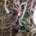 野生蒲公英，整棵，现货现发，货源保证，产地直发