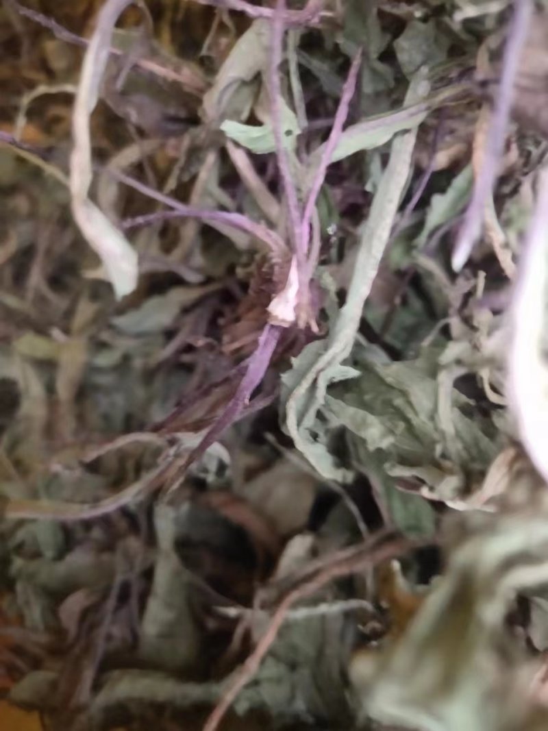 野生蒲公英，整棵，现货现发，货源保证，产地直发