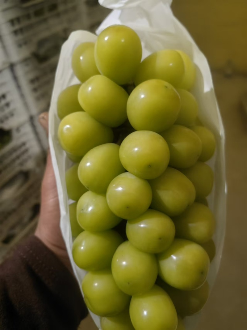 阳光玫瑰葡萄质量保证价格合理口感特甜