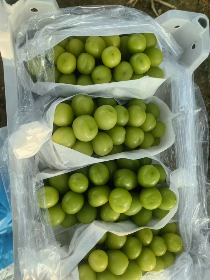 阳光玫瑰葡萄质量保证价格合理口感特甜