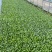 有机花菜苗秧苗青梗花松花菜种苗甘蓝苗子西兰苗春秋菜花秧苗