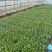 有机花菜苗秧苗青梗花松花菜种苗甘蓝苗子西兰苗春秋菜花秧苗