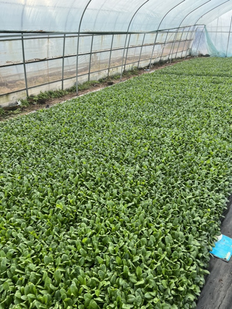 有机花菜苗秧苗青梗花松花菜种苗甘蓝苗子西兰苗春秋菜花秧苗