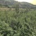 连翘苗，规格齐全，价格齐全，几百万棵苗，自己家基地种植！