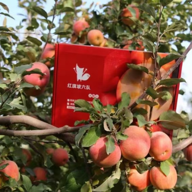 阿克苏苹果产区一手货源保质保量供货批发零售
