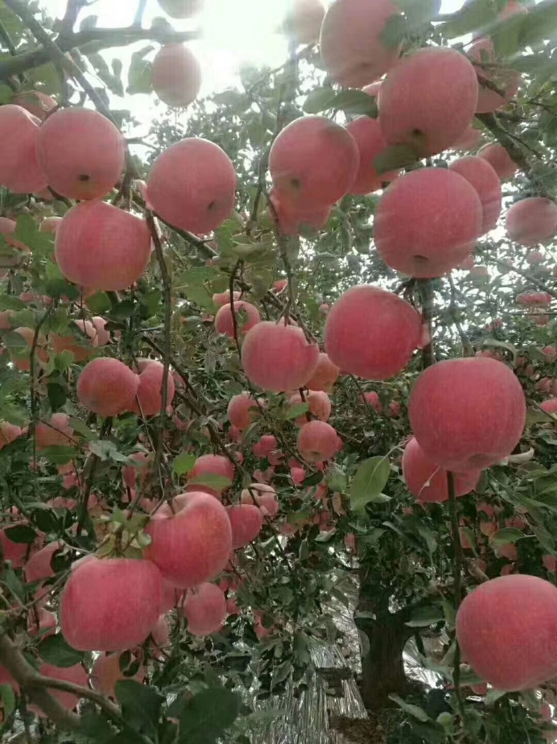 阿克苏苹果产区一手货源保质保量供货批发零售