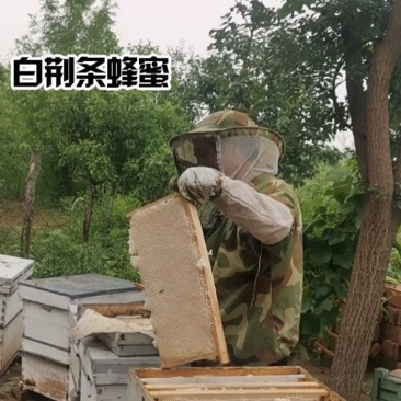 农家自家深山老林散养土蜂蜜