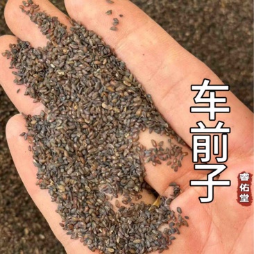 车前子无硫车钱子车前籽实拍现货干净过色选发货如图