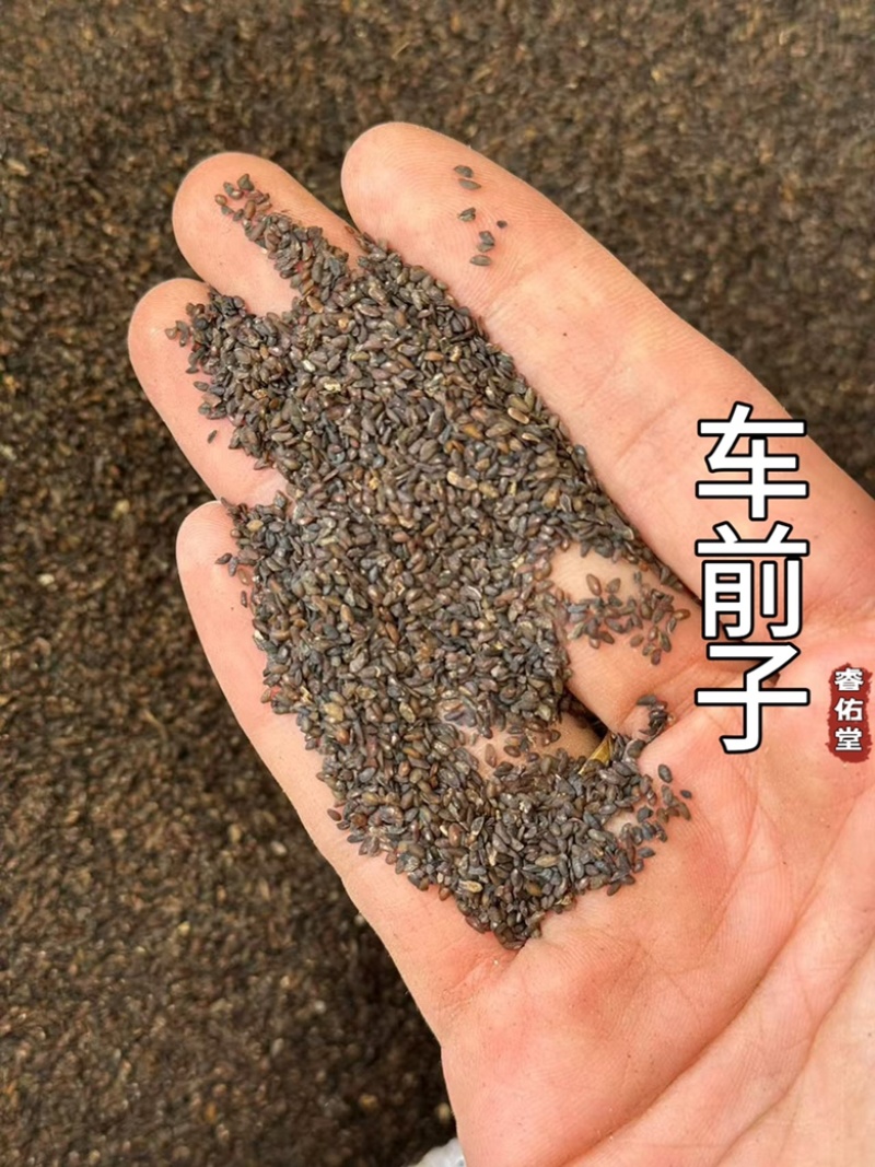 车前子无硫车钱子车前籽实拍现货干净过色选发货如图