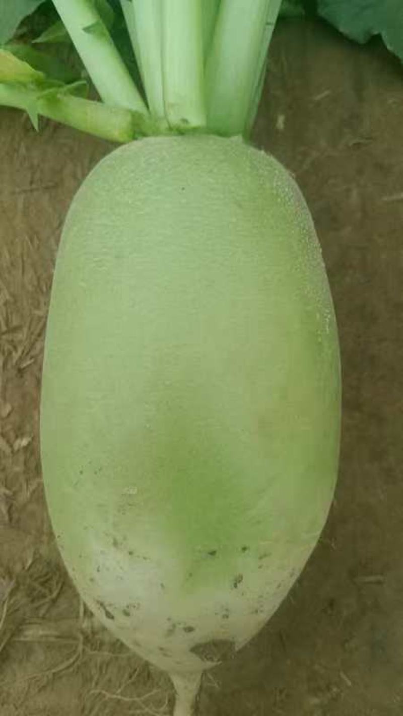 河南开封，青萝卜大量上市，价格美丽，货源充足质量保证