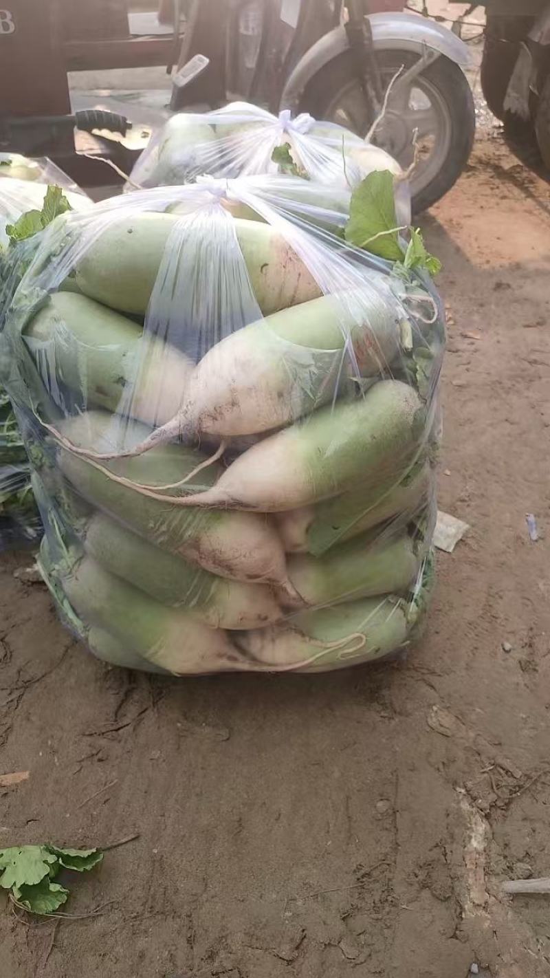 青萝卜，宝玉河南开封产地直发，货源充足，量大从优。