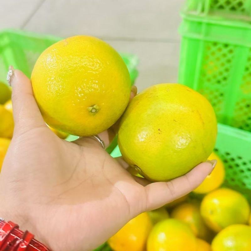 云南冰糖橙、褚橙