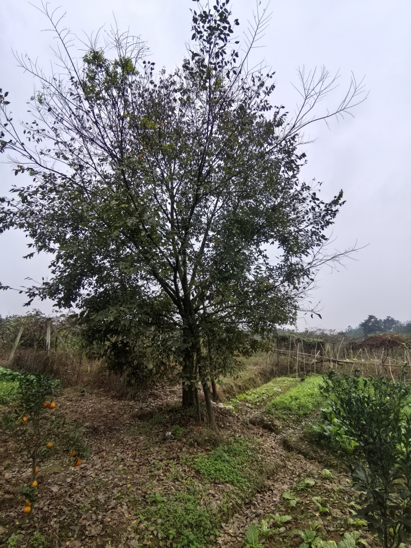 朴树/鸡屎树/朴树/朴树