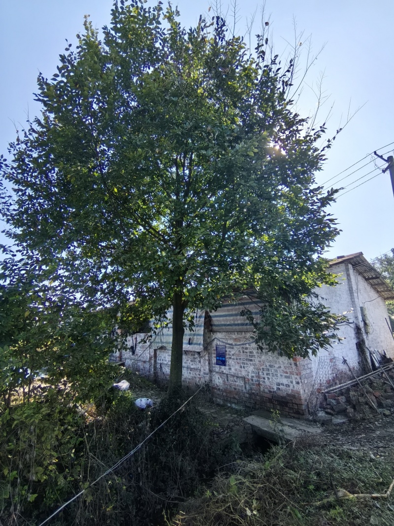 朴树/鸡屎树/朴树/朴树