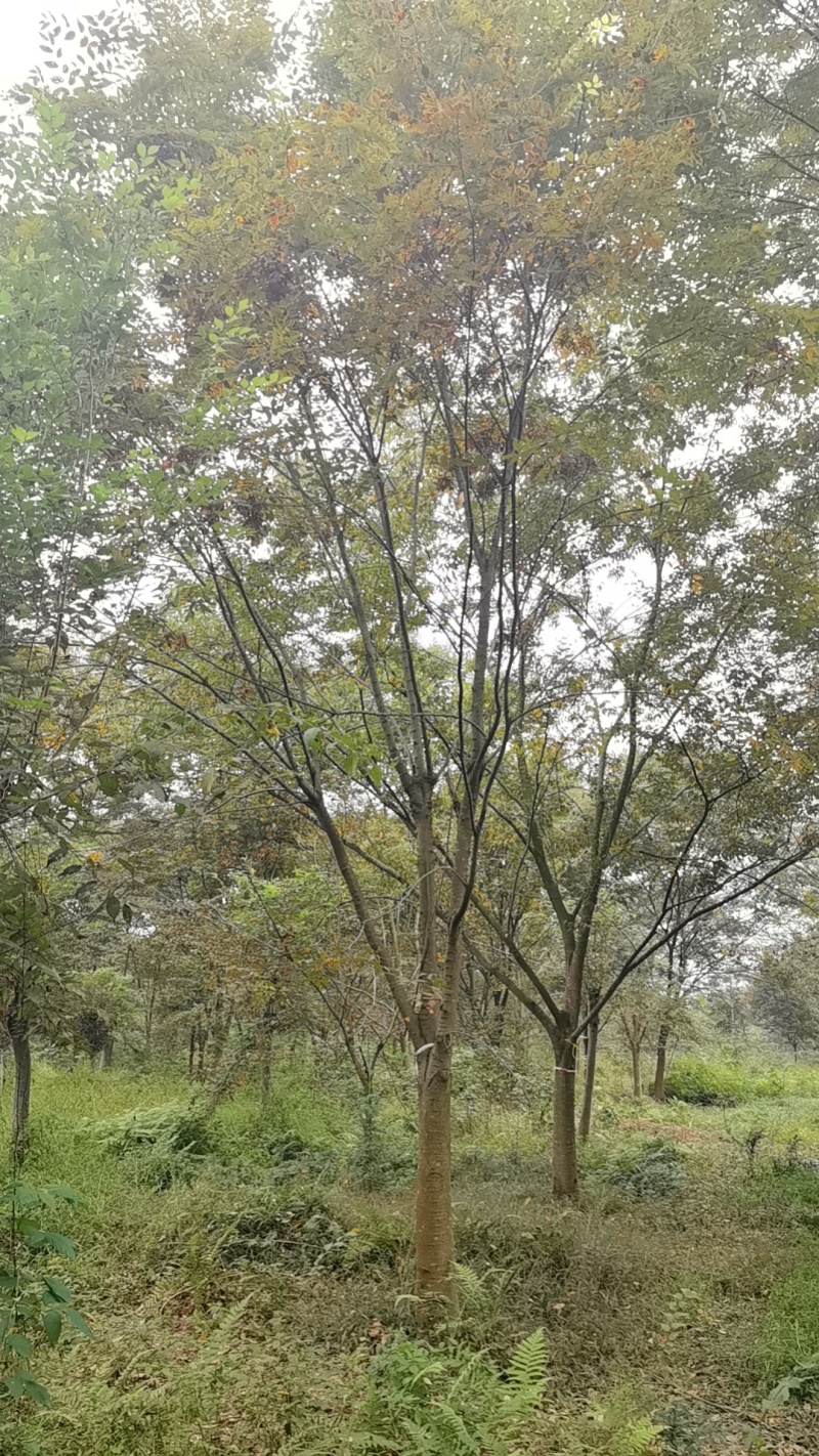 榉树