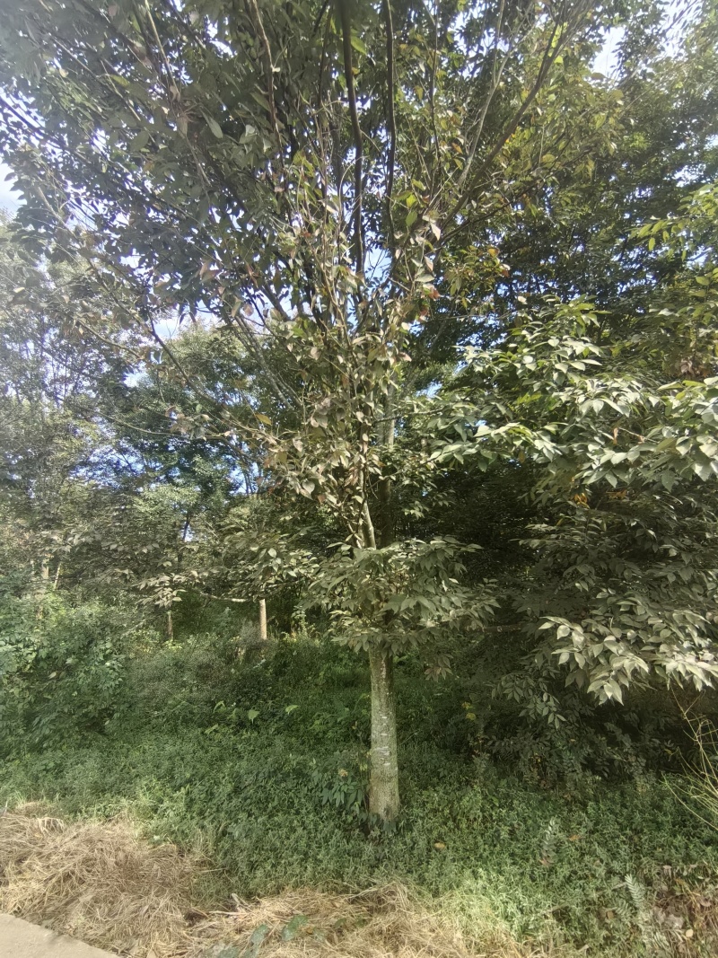 榉树