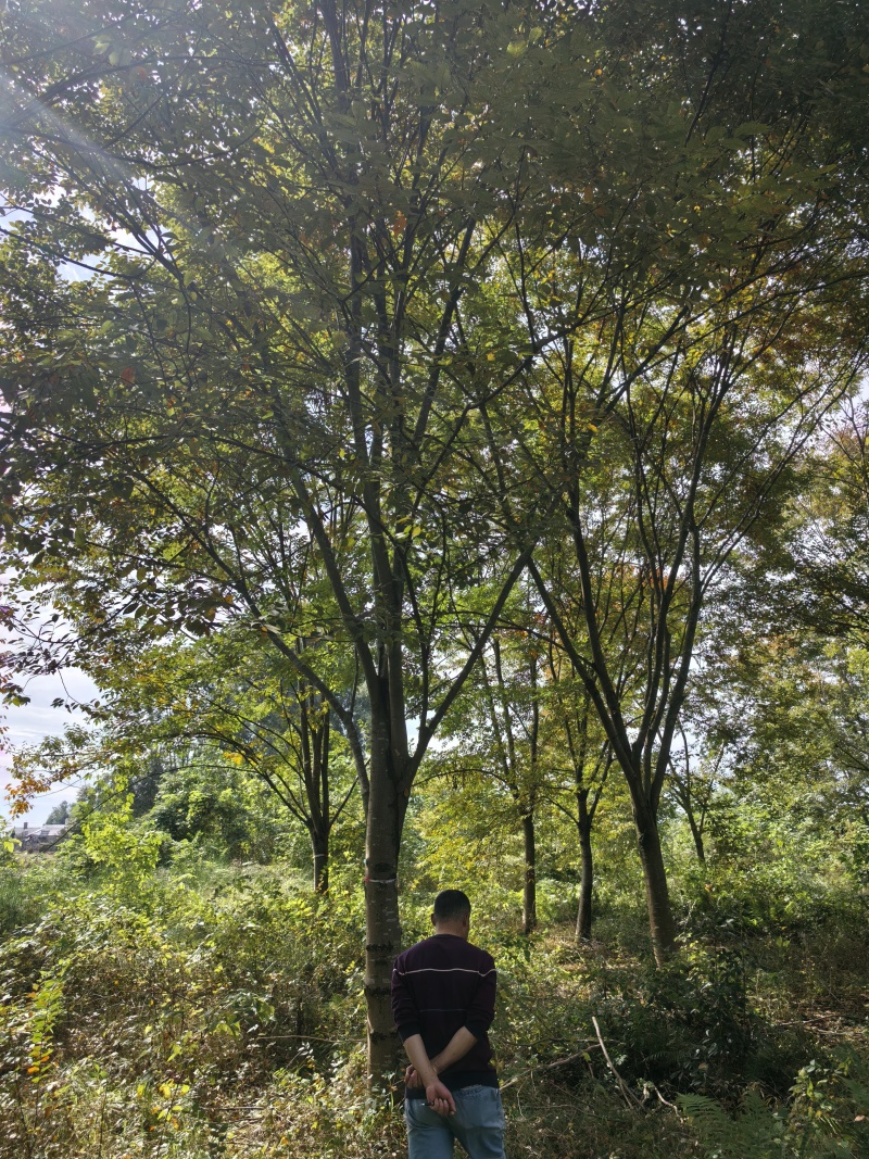 榉树