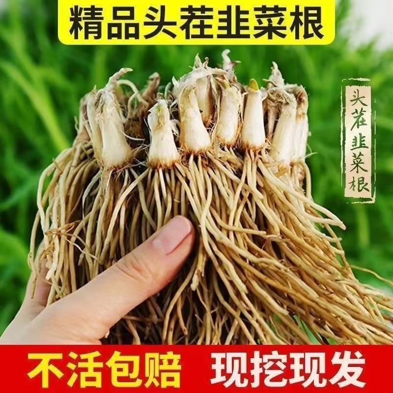 江苏韭菜根现挖现卖阳台小院韭菜根季盆栽植物蔬菜苗