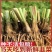 江苏韭菜根现挖现卖阳台小院韭菜根季盆栽植物蔬菜苗