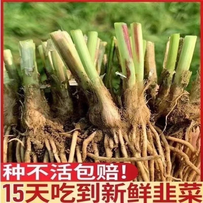 江苏韭菜根现挖现卖阳台小院韭菜根季盆栽植物蔬菜苗