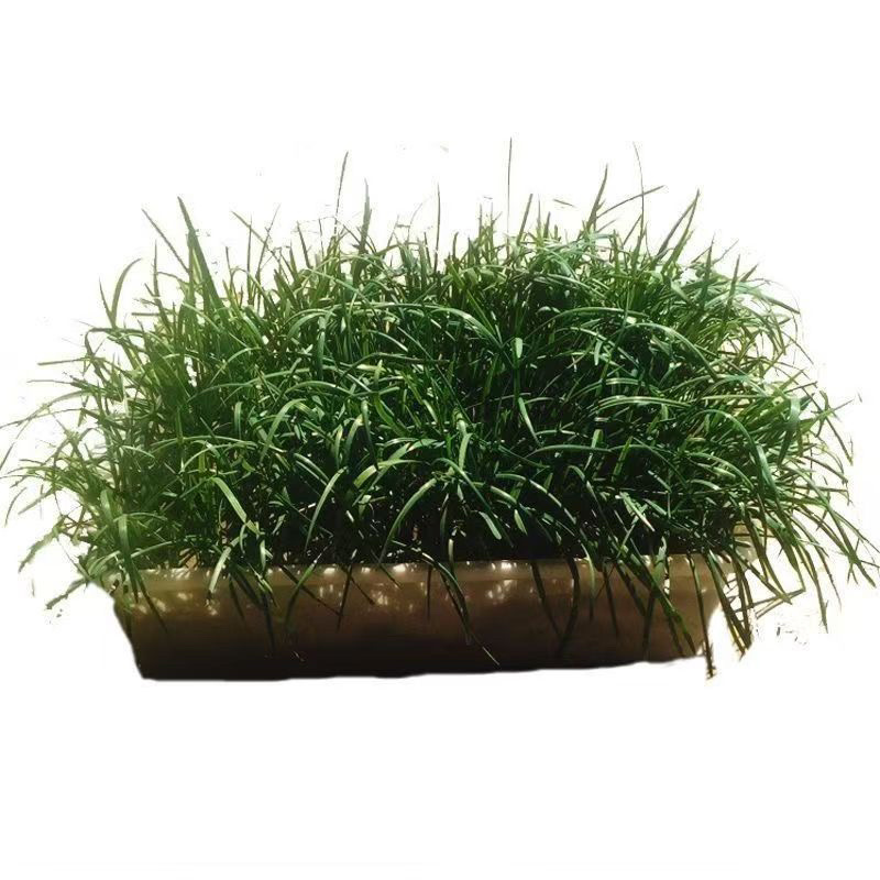 江苏韭菜根现挖现卖阳台小院韭菜根季盆栽植物蔬菜苗