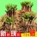 江苏韭菜根现挖现卖阳台小院韭菜根季盆栽植物蔬菜苗