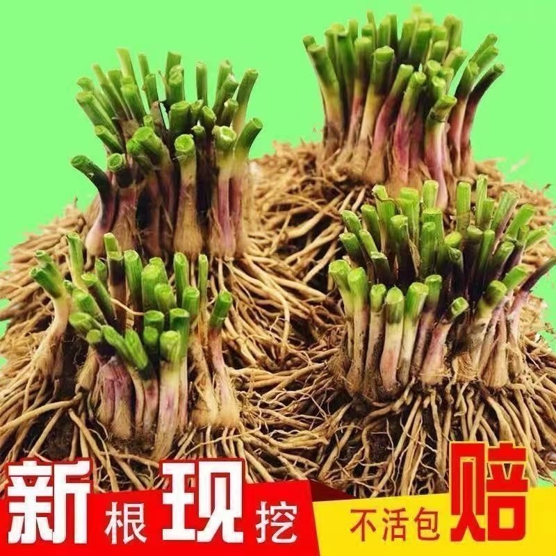 江苏韭菜根现挖现卖阳台小院韭菜根季盆栽植物蔬菜苗