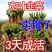 江苏韭菜根现挖现卖阳台小院韭菜根季盆栽植物蔬菜苗