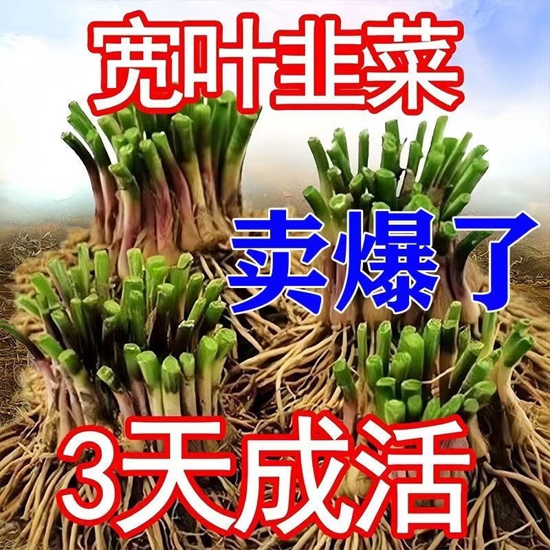 江苏韭菜根现挖现卖阳台小院韭菜根季盆栽植物蔬菜苗