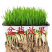 江苏韭菜根现挖现卖阳台小院韭菜根季盆栽植物蔬菜苗