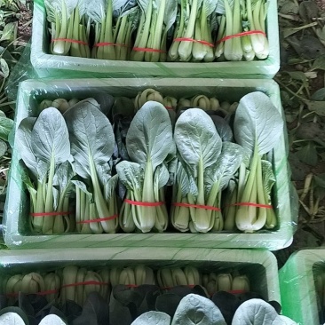 小油菜