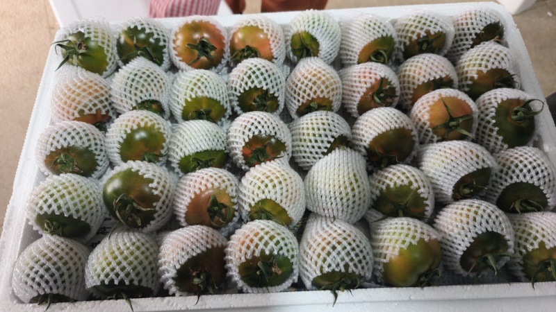 盘锦碱地柿子