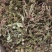 蒲公英，山区采挖，带根全株，青绿色，新货。500克10元
