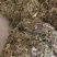 蒲公英，山区采挖，带根全株，青绿色，新货。500克10元