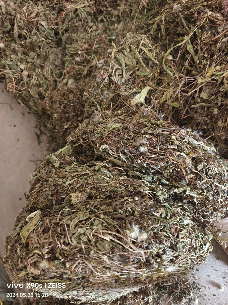 蒲公英，山区采挖，带根全株，青绿色，新货。500克10元