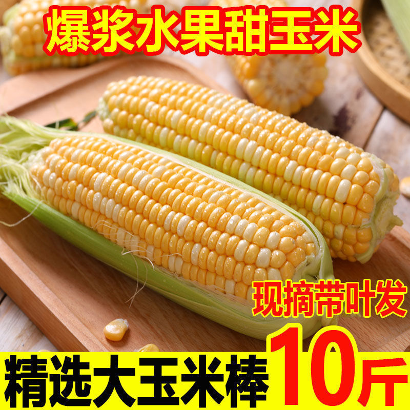 云南新鲜水果玉米农家现摘生吃嫩玉米棒带壳金银双色甜玉米批发价
