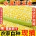 云南新鲜水果玉米农家现摘生吃嫩玉米棒带壳金银双色甜玉米批发价