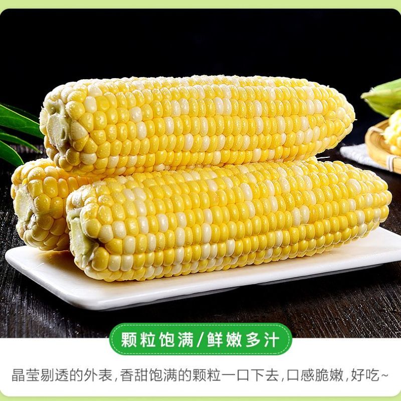 云南新鲜水果玉米农家现摘生吃嫩玉米棒带壳金银双色甜玉米批发价