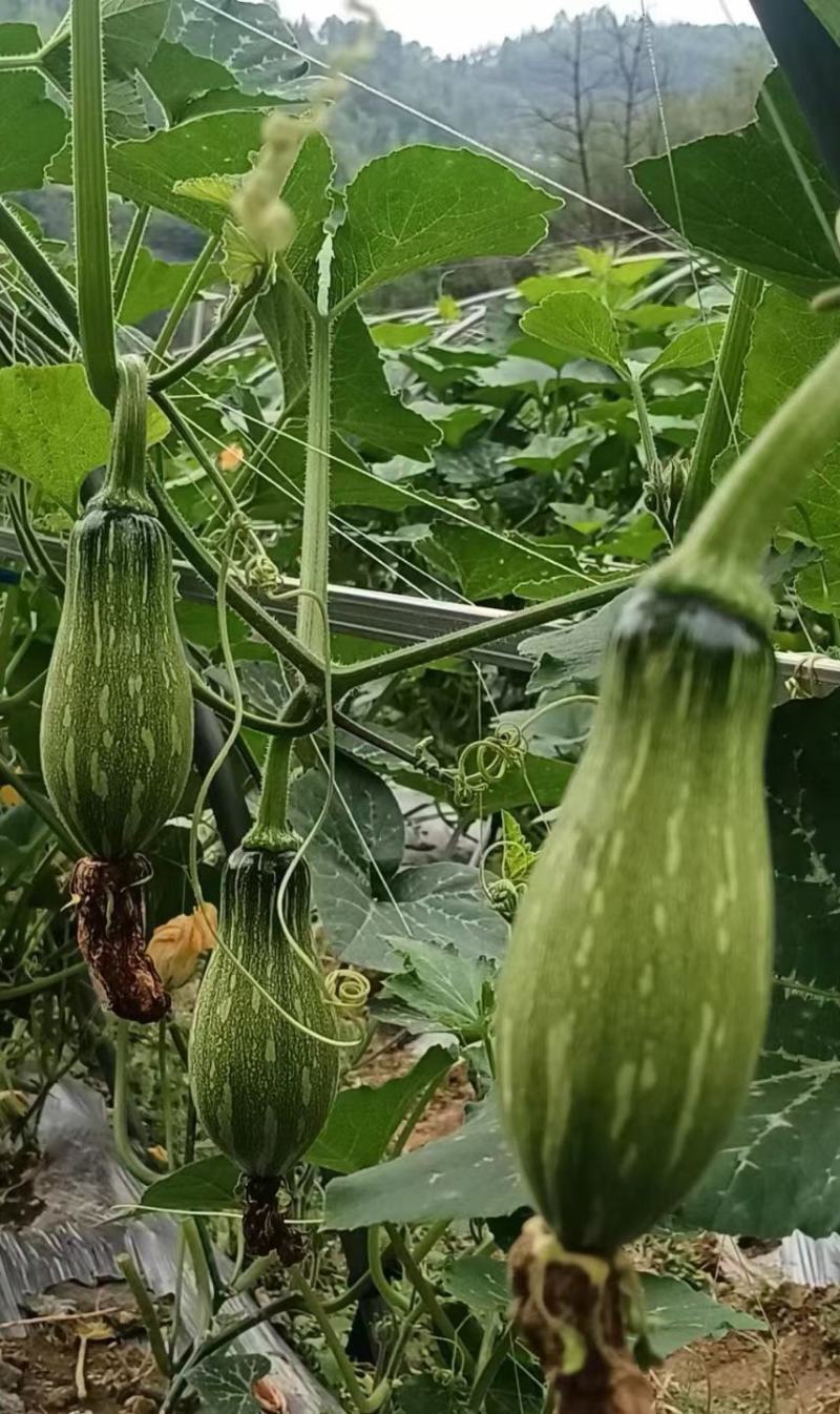南瓜种子满篮子密本南瓜收嫩南瓜老南瓜均宜品质好高产
