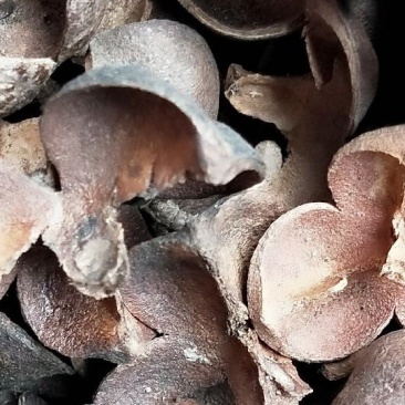 茶子壳