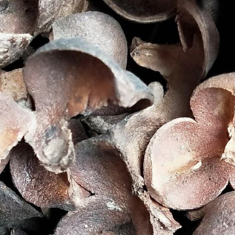 茶子壳