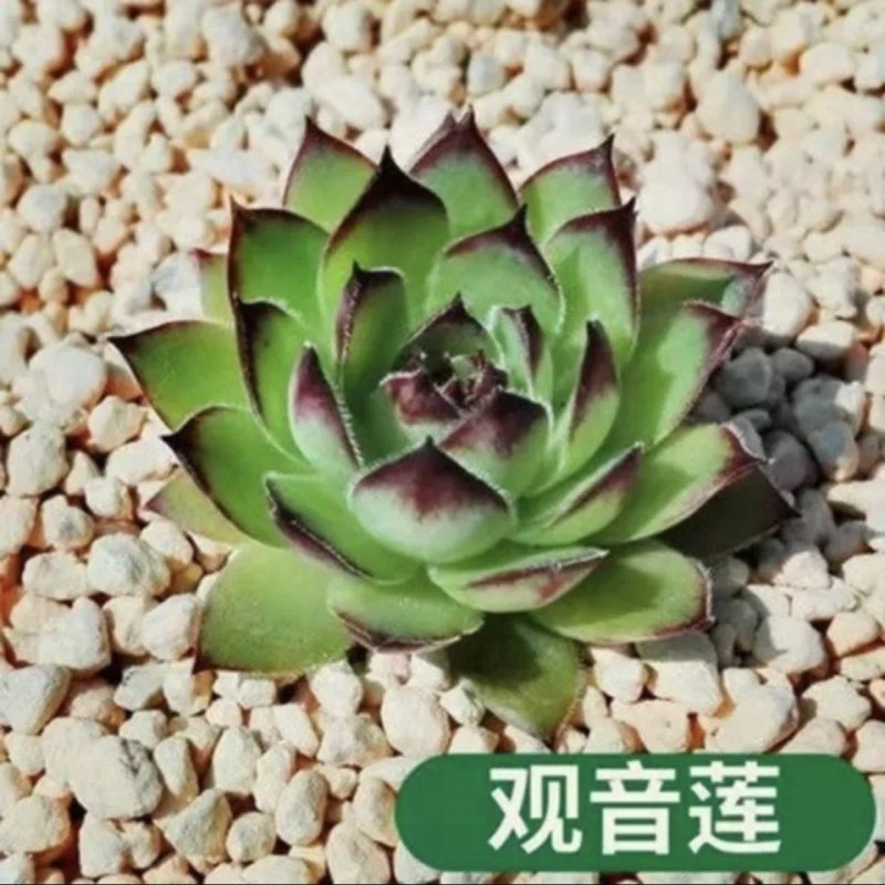 (彩色)观音莲老桩稀有超大多头植物七彩观音莲盆栽