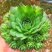 (彩色)观音莲老桩稀有超大多头植物七彩观音莲盆栽